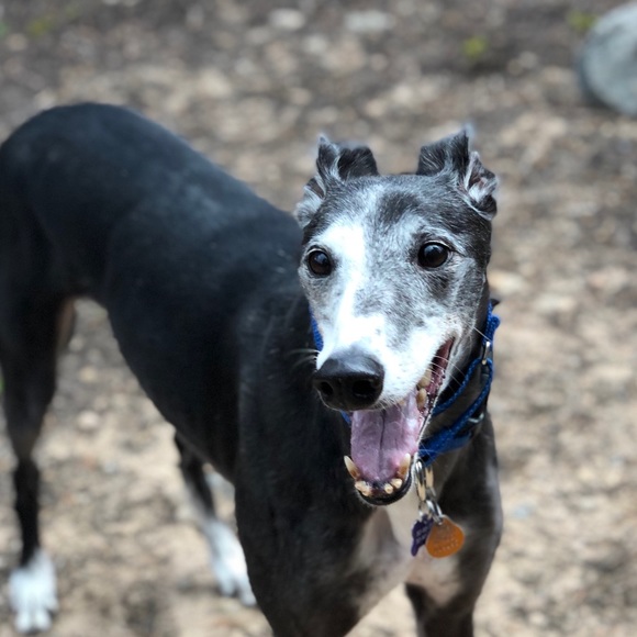 Meet your Posher, Ang - Picture 3 of 3